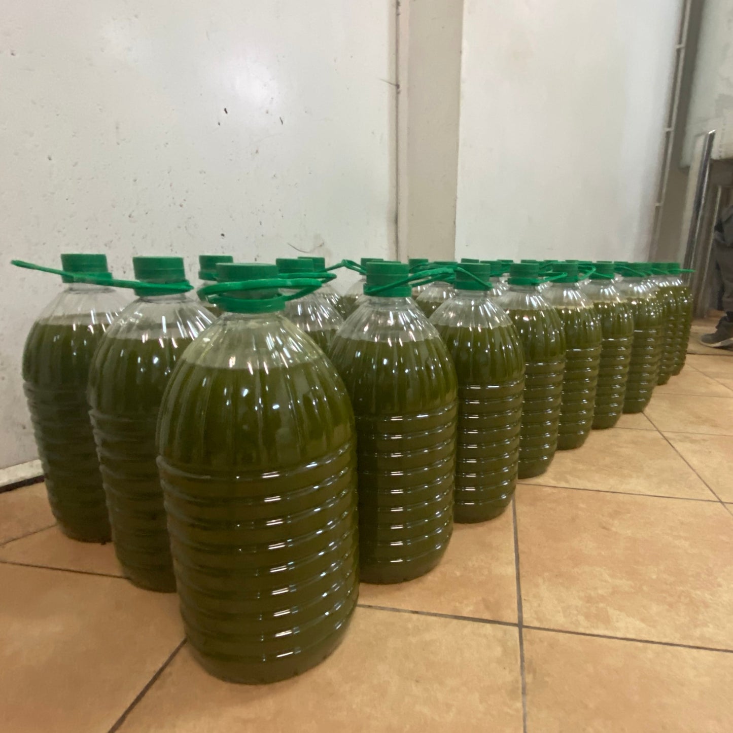 hacer aceite de oliva con nosotros