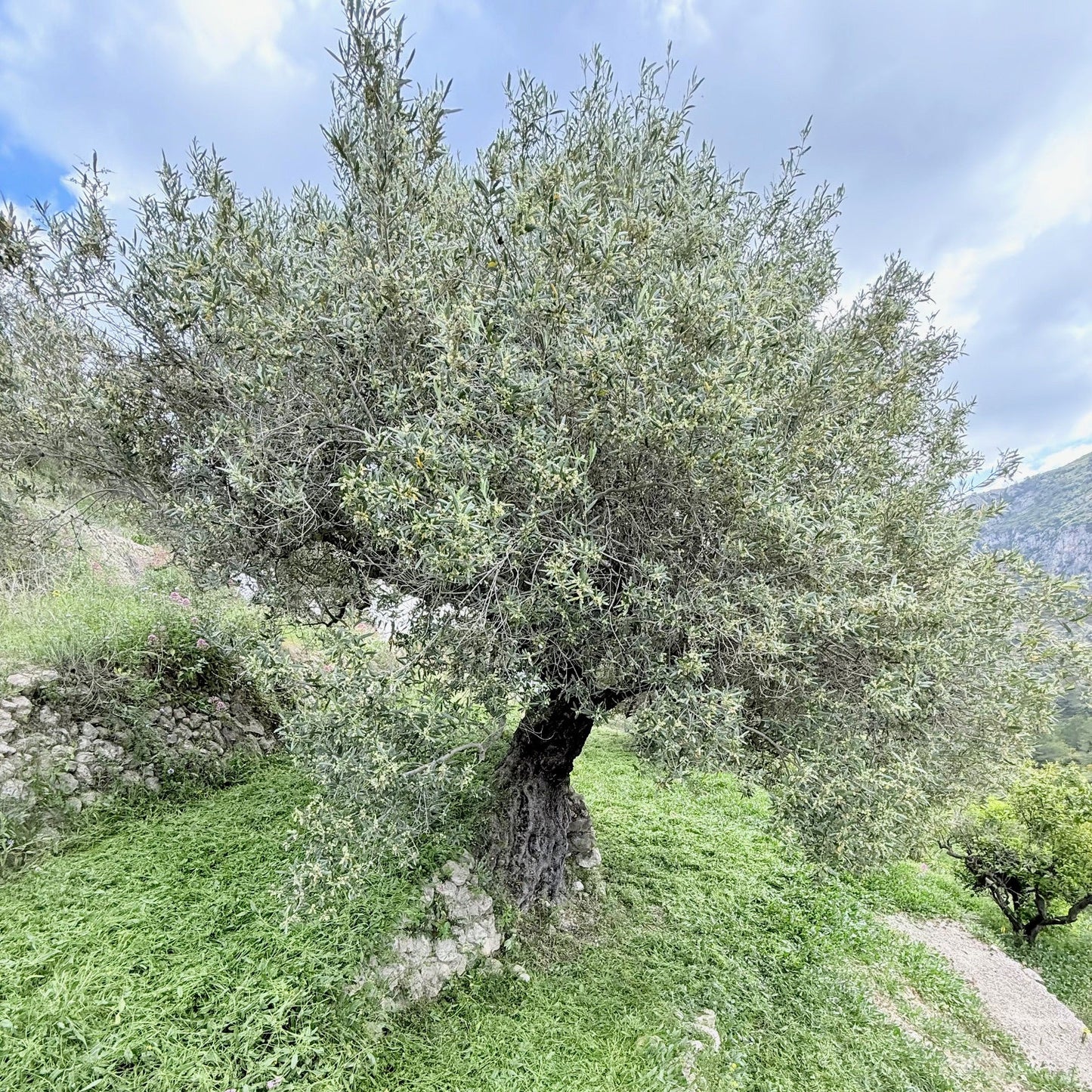 Olivos perdidos